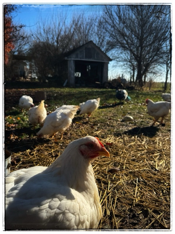 Free range broilers 