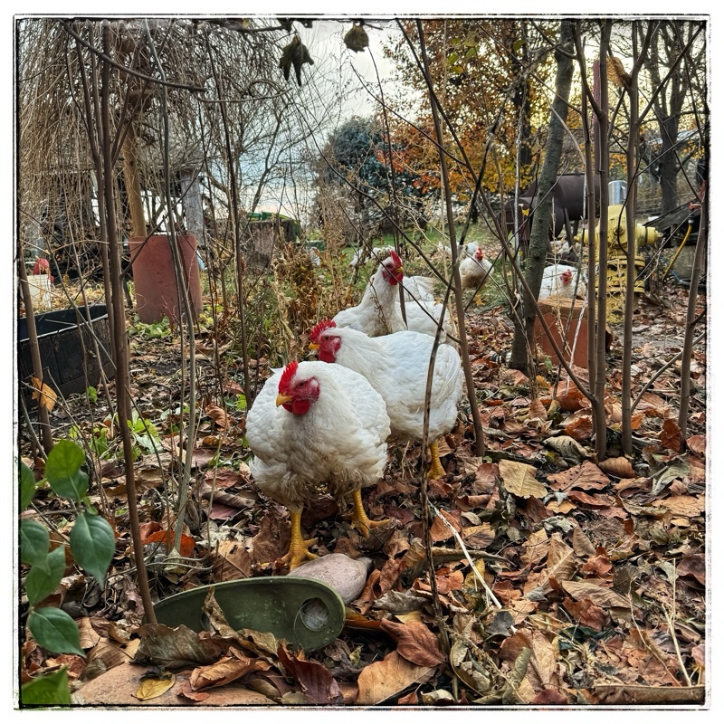 Free range, broiler, Chickens, and autumn leaves