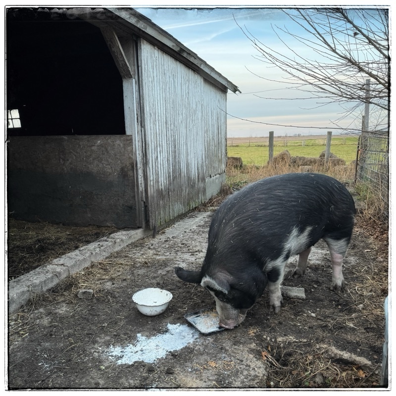 Big Jude, mature Berkshire hog outside old barn. 