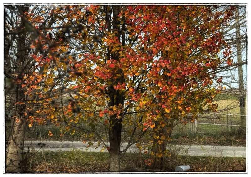 Ornamental pear tree autumn leaves