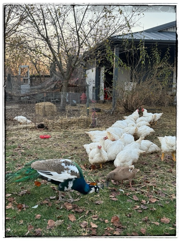 Free range, white broiler chickens with a peacock and a 
duck