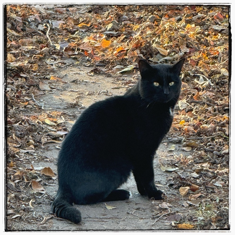 Black cat on a path surrounded in old autumn leaves 