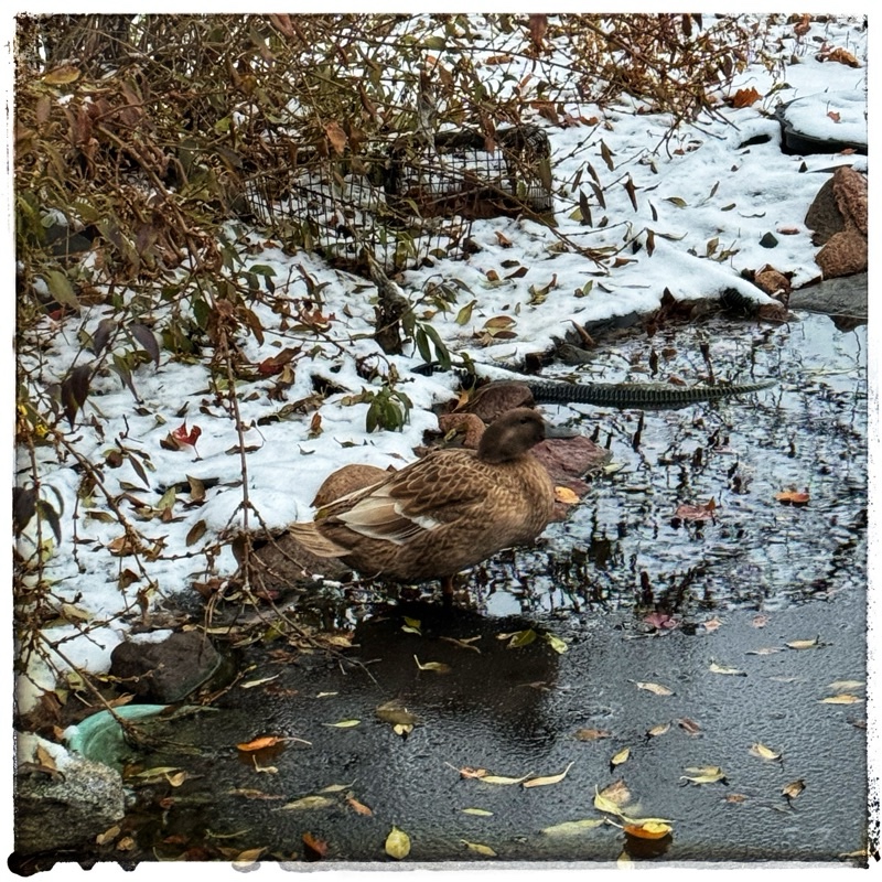 Loan deck on the side of a frozen pond