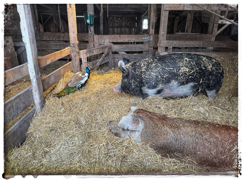 Two mature rescue hogs, watching a peacock in an old barn in the Straw