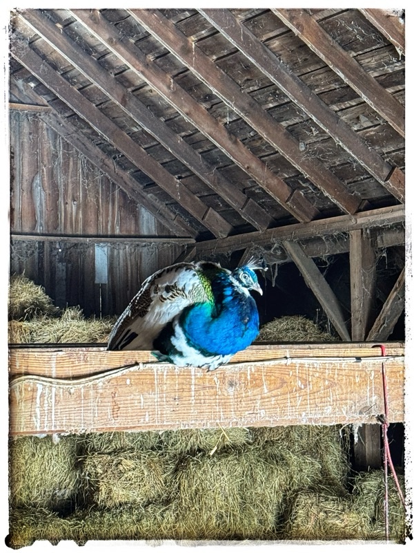 Peacock wing on railing in the eaves of an old barn