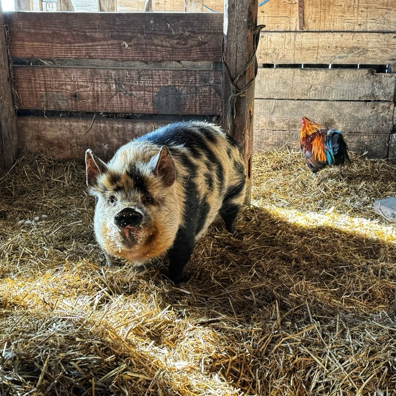 Tima the mature kunekune pig standing in her barn room with a rooster in the background