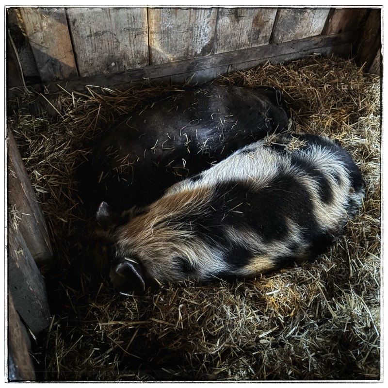 Two rescue pigs sleeping together in old barn