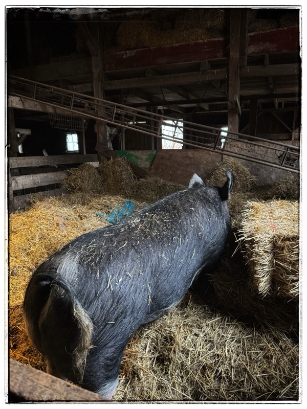 Mature Berkshire hog in old barn