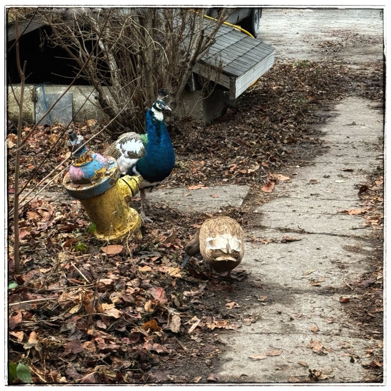 Peacock and duck, waiting at the bottom of farm steps