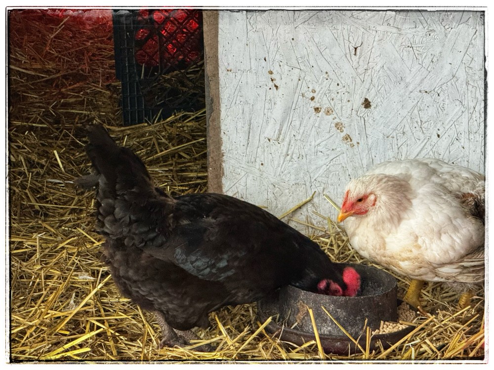 One white chicken, and one black chicken eating