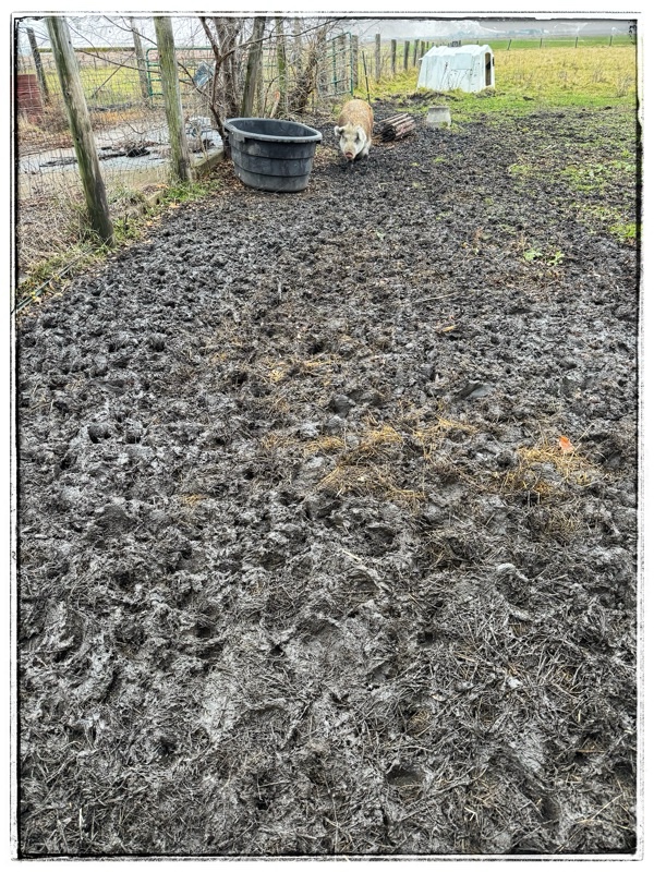 Mad in field with a pig