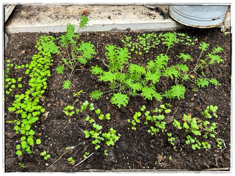 Kale seedlings in Glasshouse