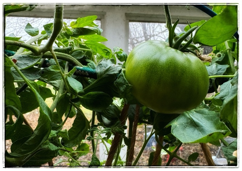 Big green tomato in glass house