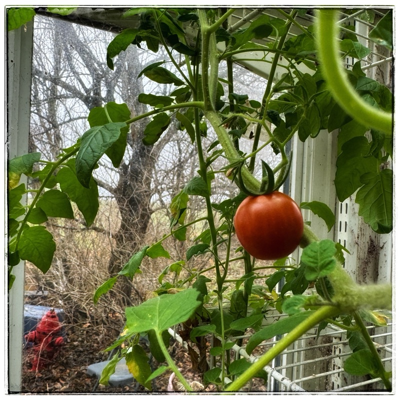 Small red tomato and glass house