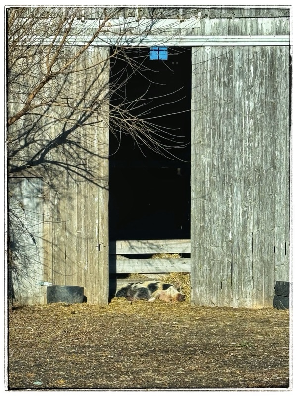 Pig sleeping is sun by old barn door