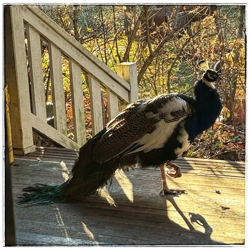 Peacock in the sun on verandah