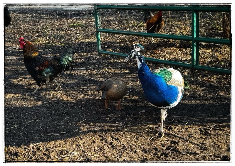 Good friends, Peacock, and duck