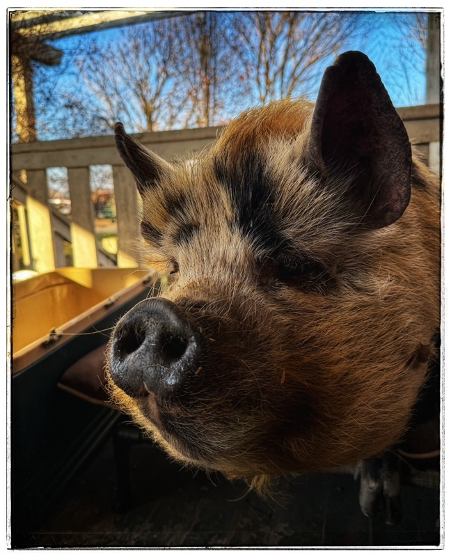 Kunekune pig on dog bed 
