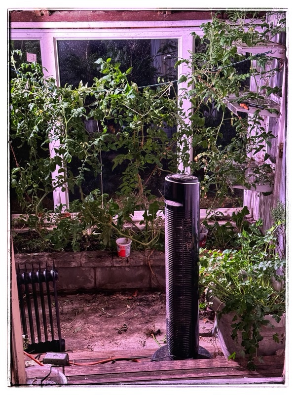 Tomato plants in winter glass house.