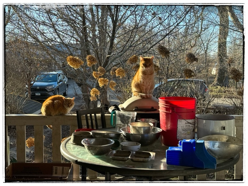 Marmalade Cats and&nbsp;Bowls