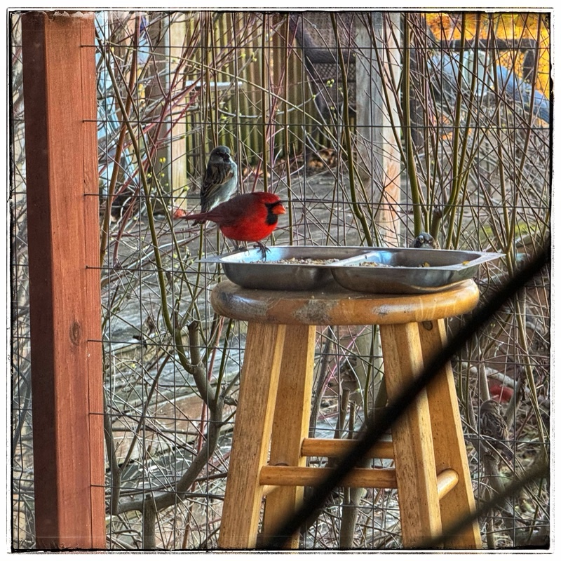Cardinal and sparrow at seed bowl