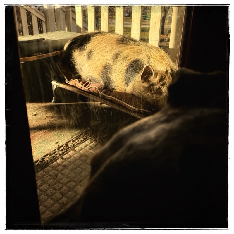 Pig sleeping on porch
