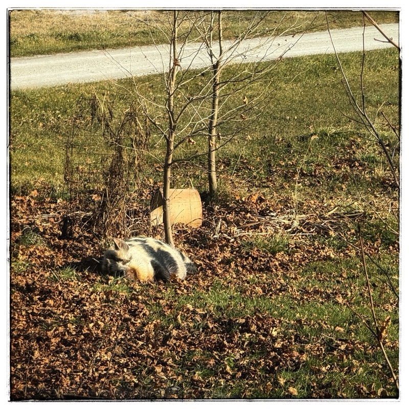 Pit, pig sleeping out on the grass in the winter sunshine