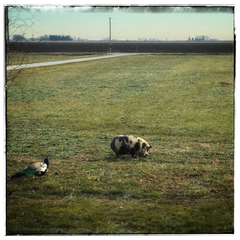 Pig and peacock in the field