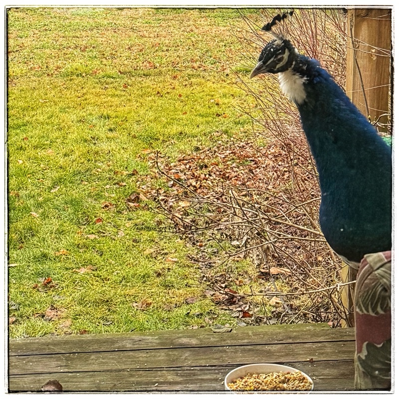 Peacock looking in the window
