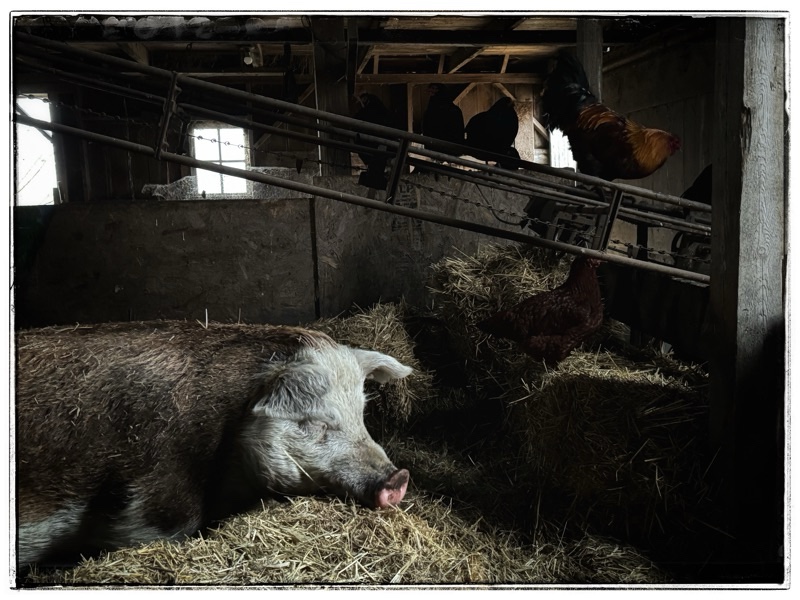 Hereford hog and barn with Chickens