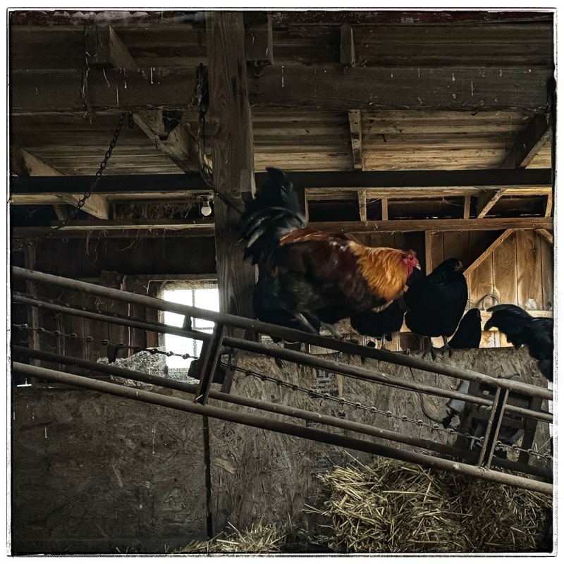 Chickens and rooster and old barn