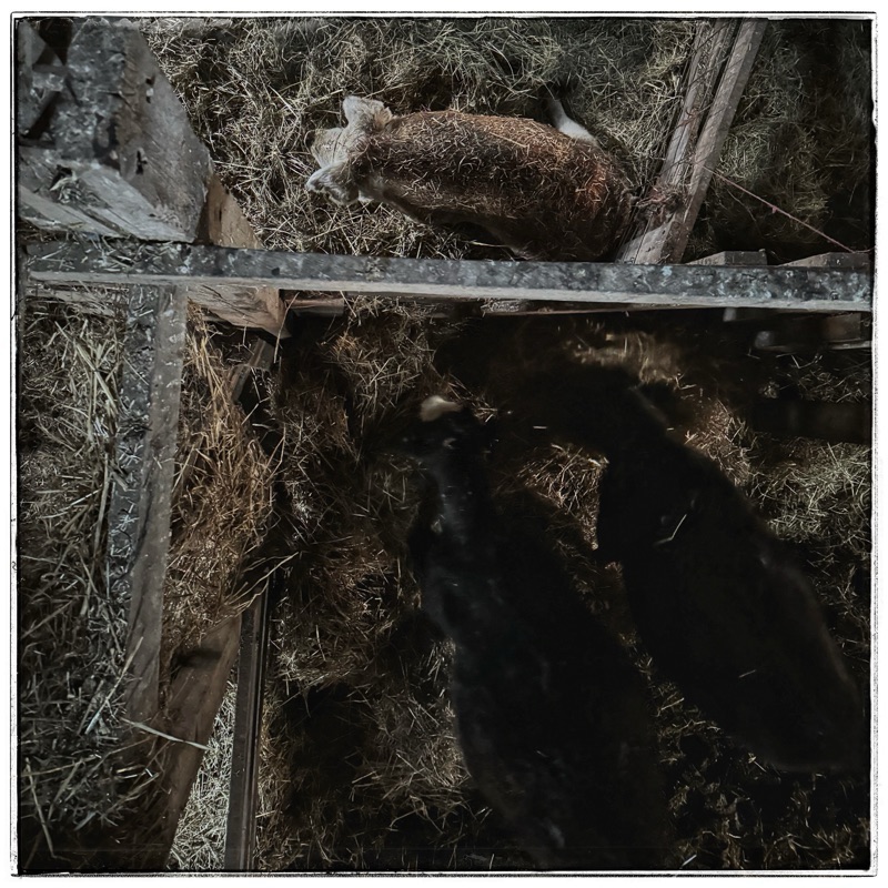 One hog and two cows in old barn from above