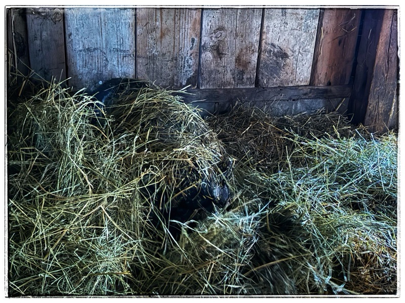 Potbelly pig under straw and barn