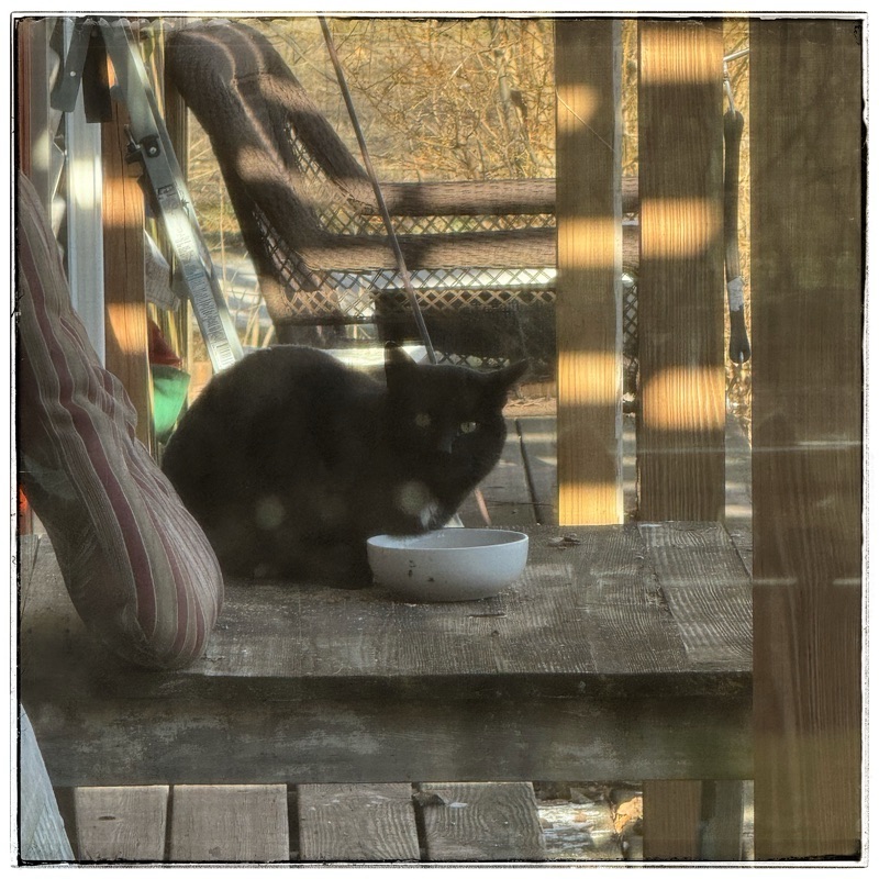 Black cat on table on porch in the country