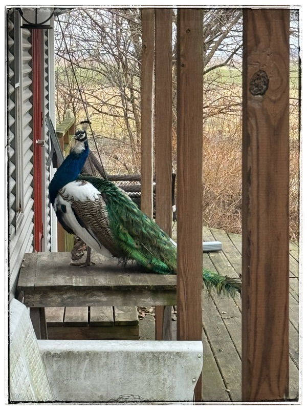 Peacock standing on table, looking in window of house