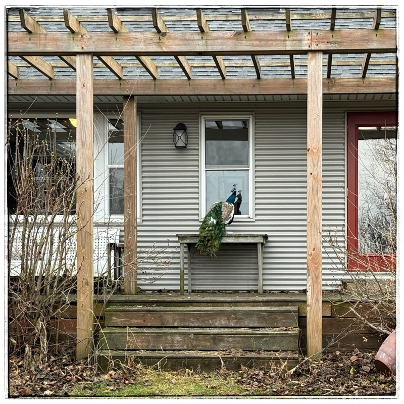 Peacock at window, looking in the window of our house