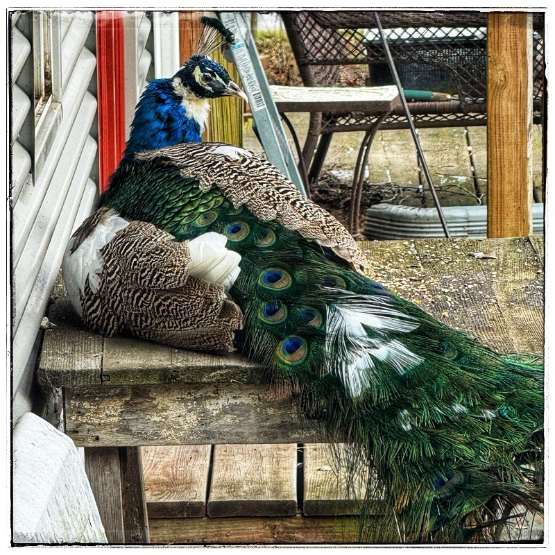 Peacock 