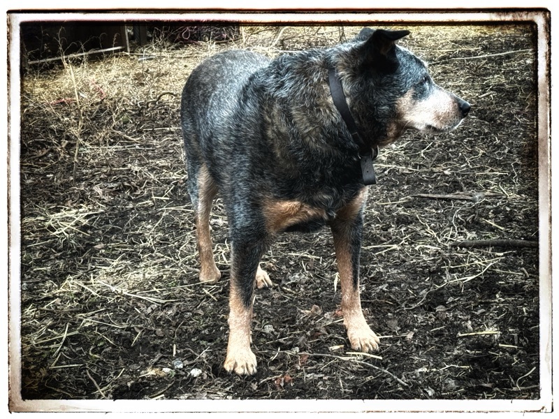 Blue heeler Australian cattle dog cross 