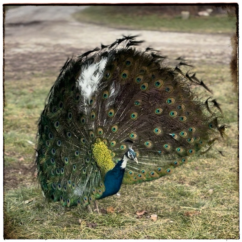 Peacock with tail raised 
