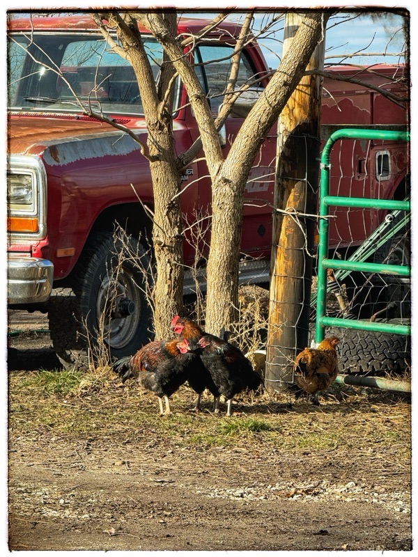 Chickens in family group