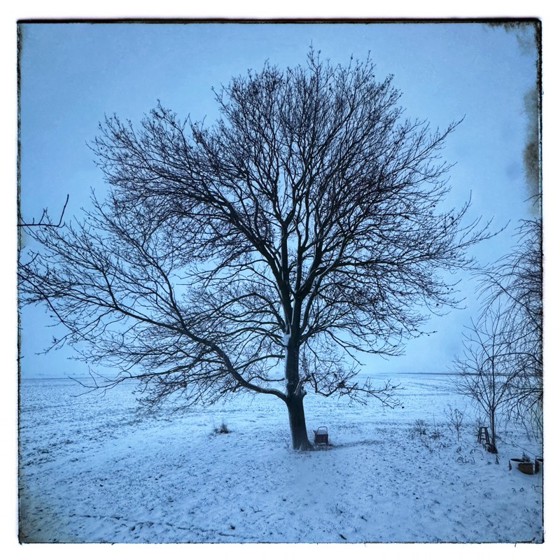 solitary tree in snow