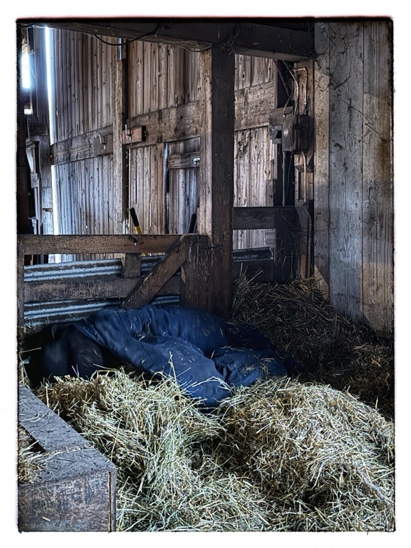 pig under covers in barn and straw