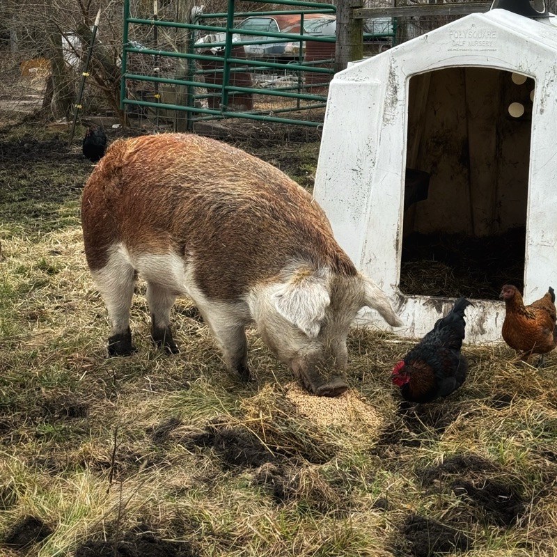 hereford hog eating in field