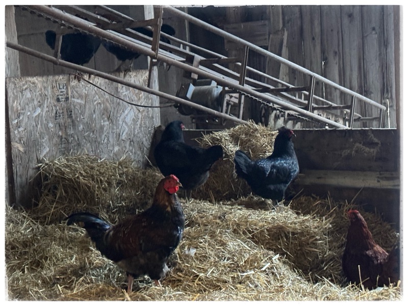 Chickens and rooster inside barn 