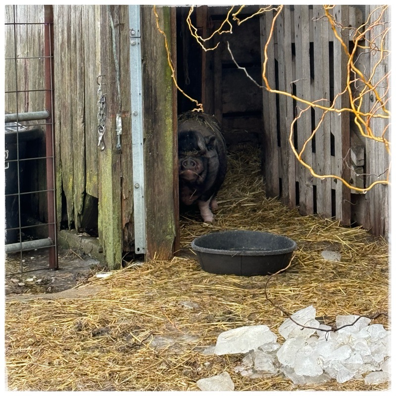Pot belly pig in barn doorway 