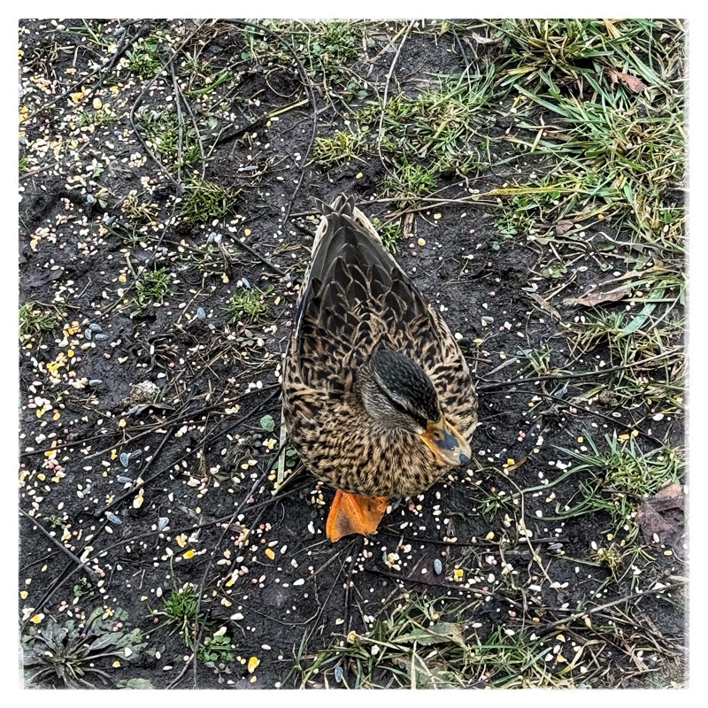Mallard image from above 
