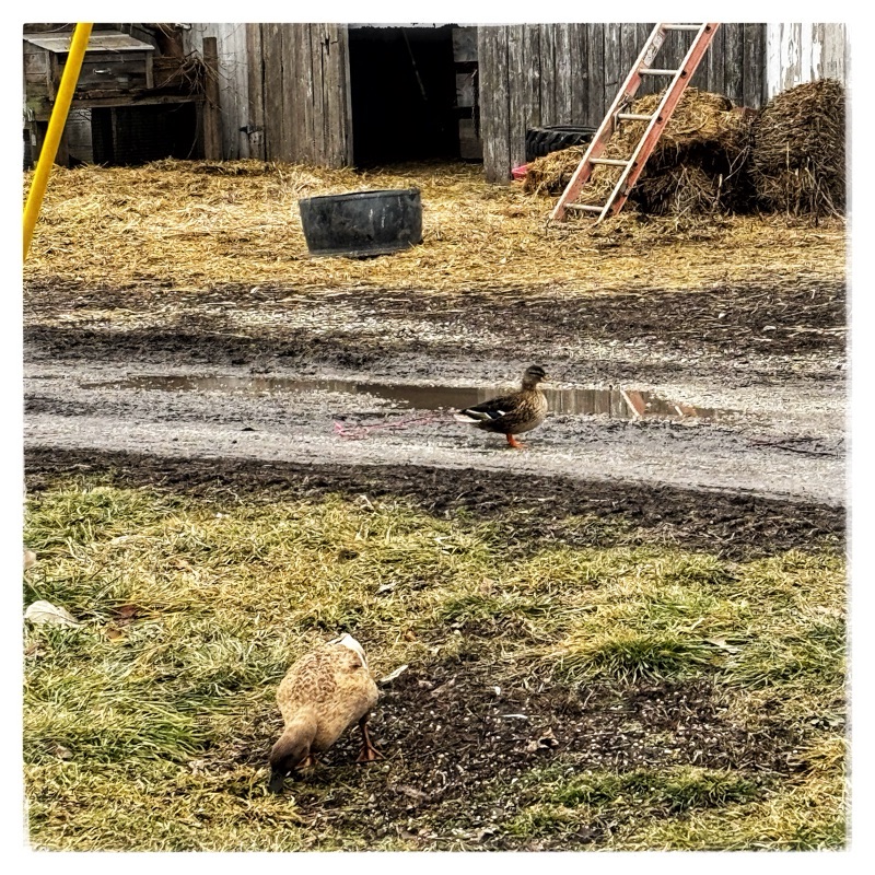 Mallard duck and domestic duck old barn 