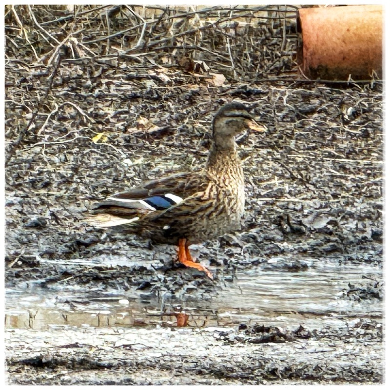 Mallard duck image 