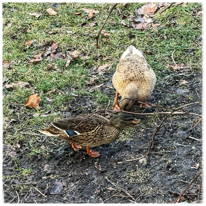 Mallard image with domestic duck