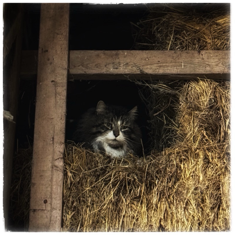 Barn cat
